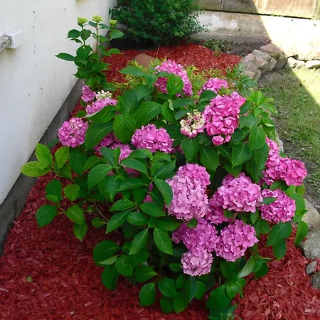 Mika Apartment Tessin